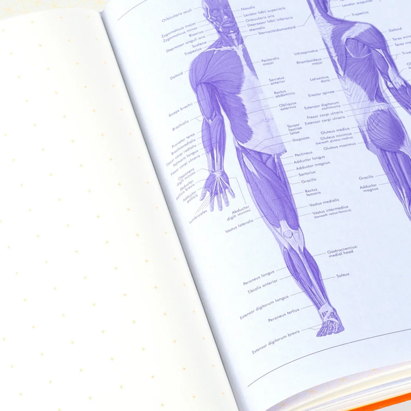 Grids & Guides | Orange